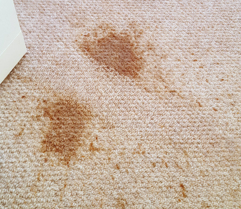 Carpet Cleaning Services Essex